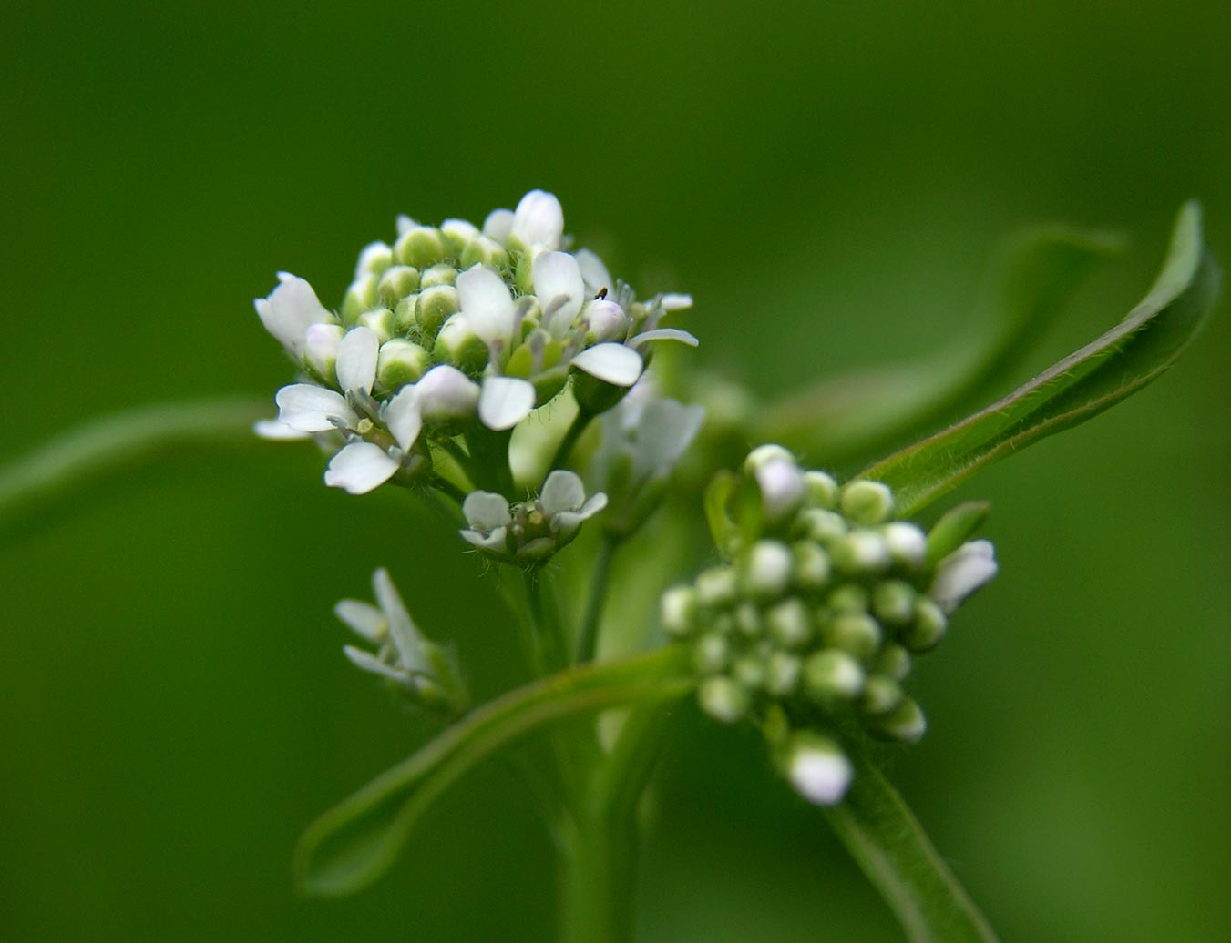 Клоповник. Клоповник посевной, Кресс. Кресс Lepidium sativum. Клоповник посевной Кресс-салат. Растение клоповник мусорный.